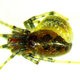 La larva de Zatypota se aferra a su huésped, una araña Anelosimus eximius. Imagen: Philippe Fernandez-Fournier